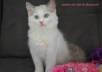 femelle blue bicolour - 11 semaines - Chatterie Ragdolls du Val de Beauvoir